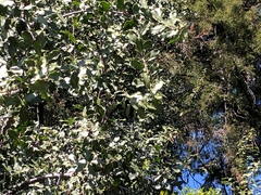 Thryomanes bewickii
