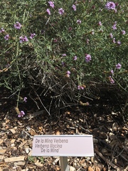 Glandularia lilacina