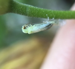 Chrysopidae