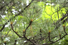 Pinus pungens
