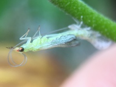 Chrysopidae