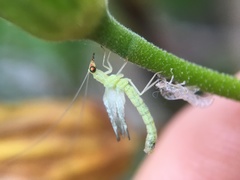 Chrysopidae