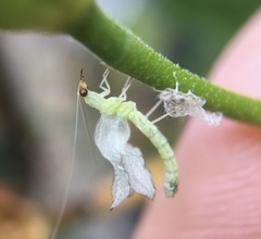 Chrysopidae