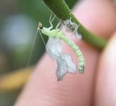 Chrysopidae