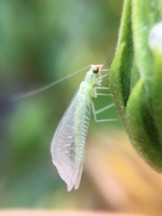 Chrysopidae