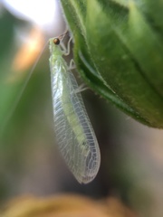 Chrysopidae
