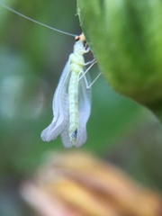 Chrysopidae