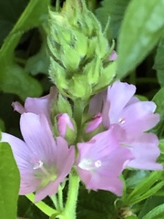 Sidalcea hirtipes