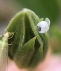 Chrysopidae