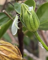Chrysopidae