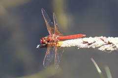 Sympetrum illotum