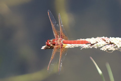 Sympetrum illotum