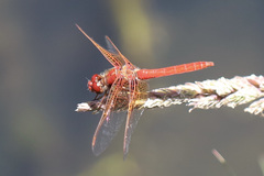 Sympetrum illotum