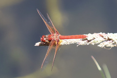 Sympetrum illotum