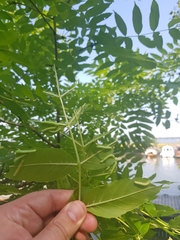 Tomostethus nigritus