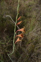 Gladiolus emiliae
