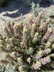 Castilleja exserta