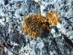 Polycauliona luteominia