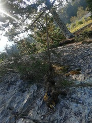Pinus teocote