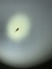 Lepisma