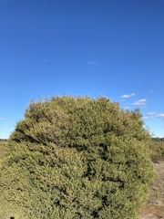 Melaleuca linariifolia