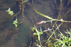 Sympetrum illotum