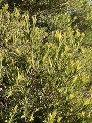 Melaleuca linariifolia