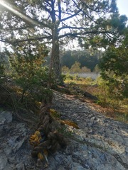 Pinus teocote