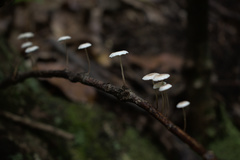 Mycena carolinensis