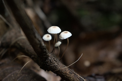 Mycena carolinensis