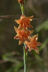 Gladiolus emiliae