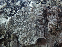 Pertusaria subambigens