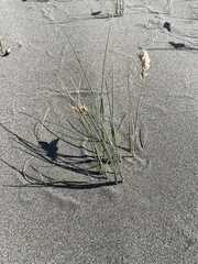 Poa macrantha