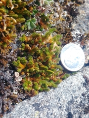 Selaginella sibirica