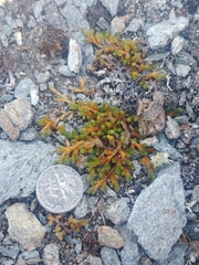 Selaginella sibirica