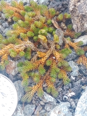 Selaginella sibirica
