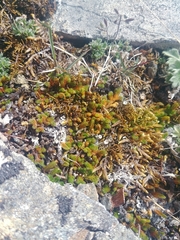 Selaginella sibirica