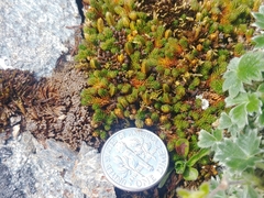 Selaginella sibirica