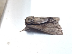 Paradrymonia vittata