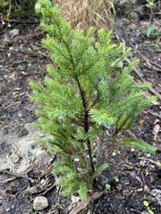 Araucaria heterophylla