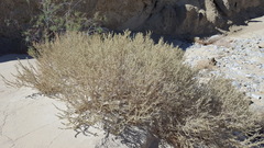 Atriplex canescens laciniata