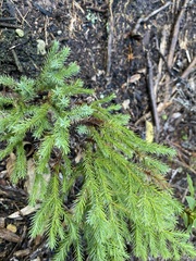 Araucaria heterophylla