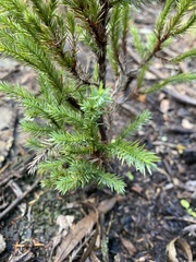 Araucaria heterophylla