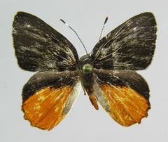 Euselasia ignitus
