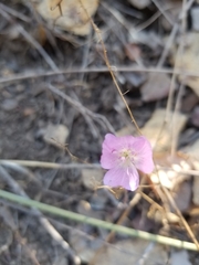 Clarkia bottae