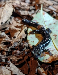 Plethodon glutinosus