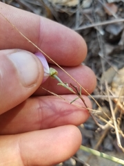 Clarkia bottae