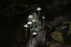 Mycena carolinensis