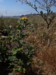 Tanacetum bipinnatum