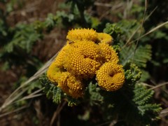 Tanacetum bipinnatum